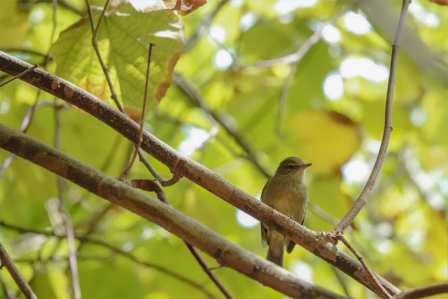 Seychelles warbler on tree branch